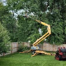 How Our Tree Care Process Works  in  Hanapepe, HI